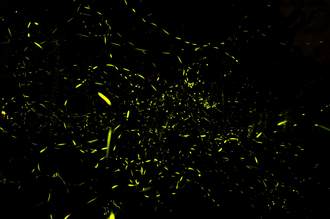 Đom đóm lấp lánh như ánh sao