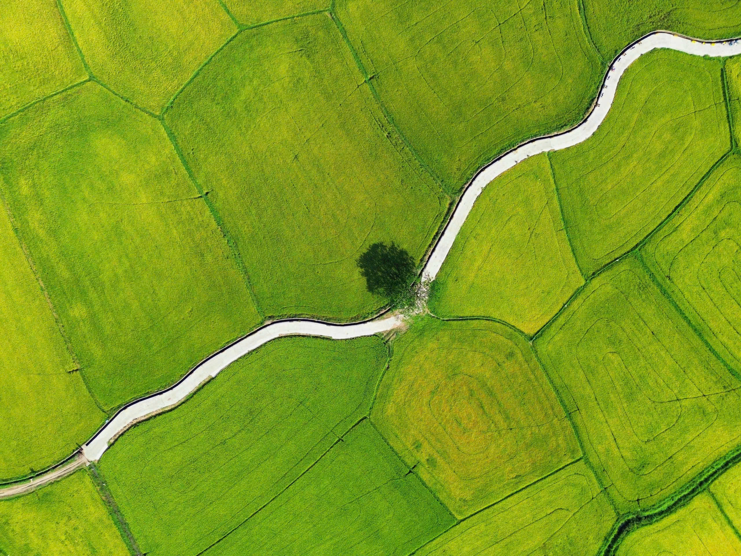 cánh đồng điện gió