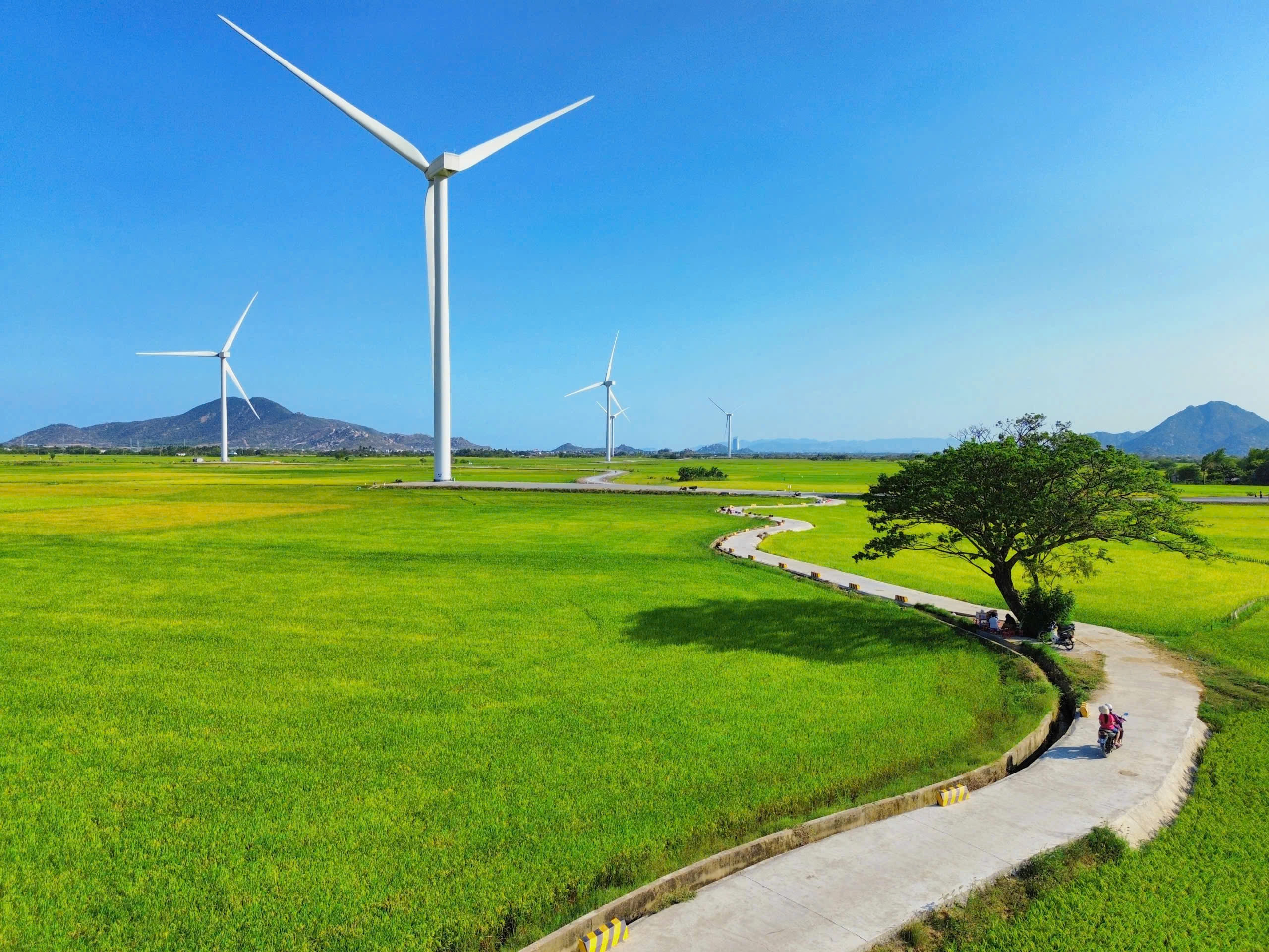 Khung cảnh xanh mướt tại Đầm Nại