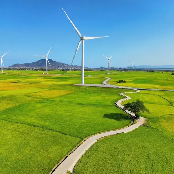 Cây cô đơn giữa cánh đồng gió Đầm Nại - Địa điểm check in “hot” mới của giới trẻ