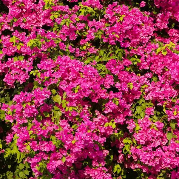 Chiêm ngưỡng tuyến đường hoa giấy nở rộ tại làng chài Vĩnh Tường (Nha Trang)