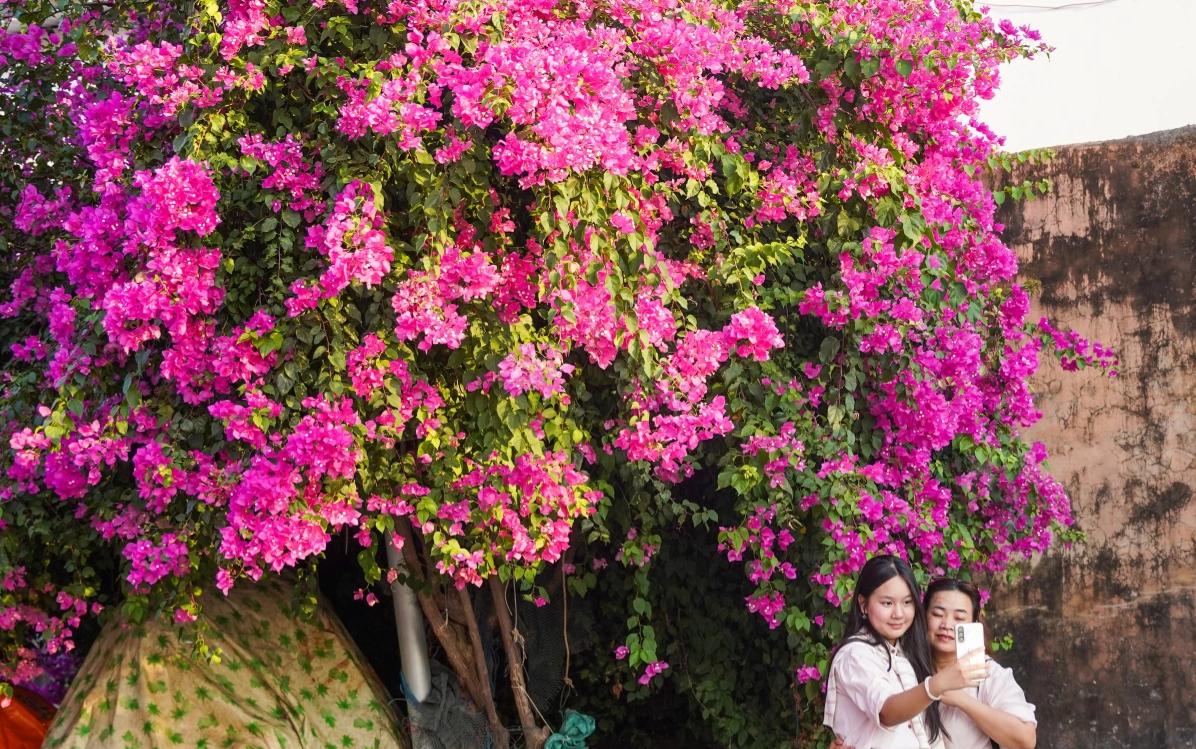 con đường hoa giấy Khánh Hòa