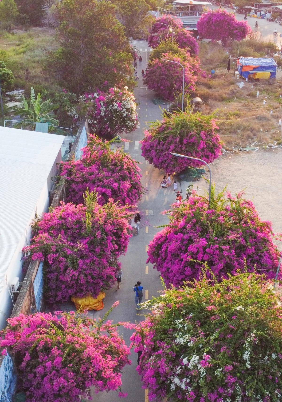 Con đường hoa giấy từ trên cao nhìn xuống