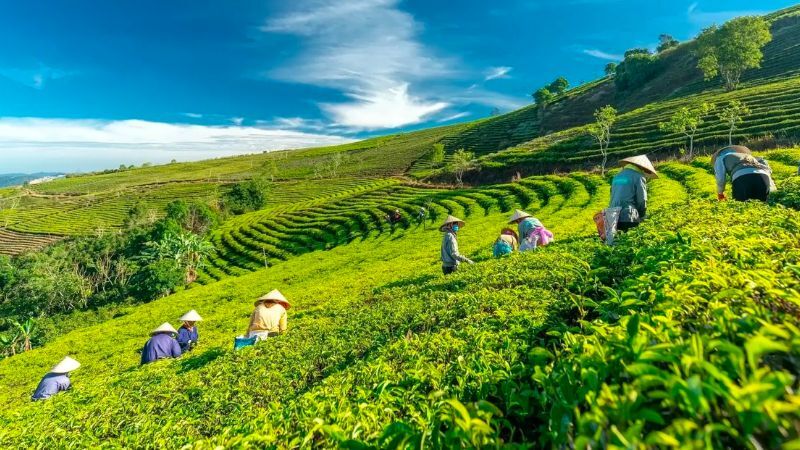Cầu Đất Farm