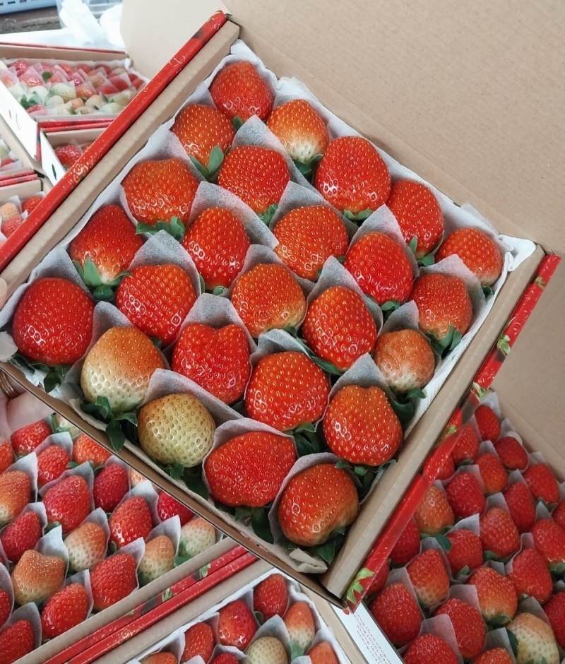 Dâu tây Đà Lạt 