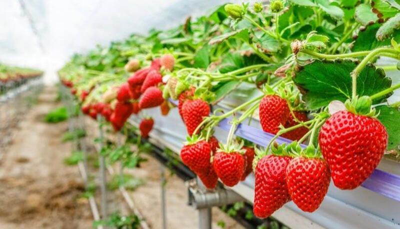 Vườn dâu tây Đà Lạt đỏ mọng — điểm dừng chân yêu thích của gia đình và các cặp đôi