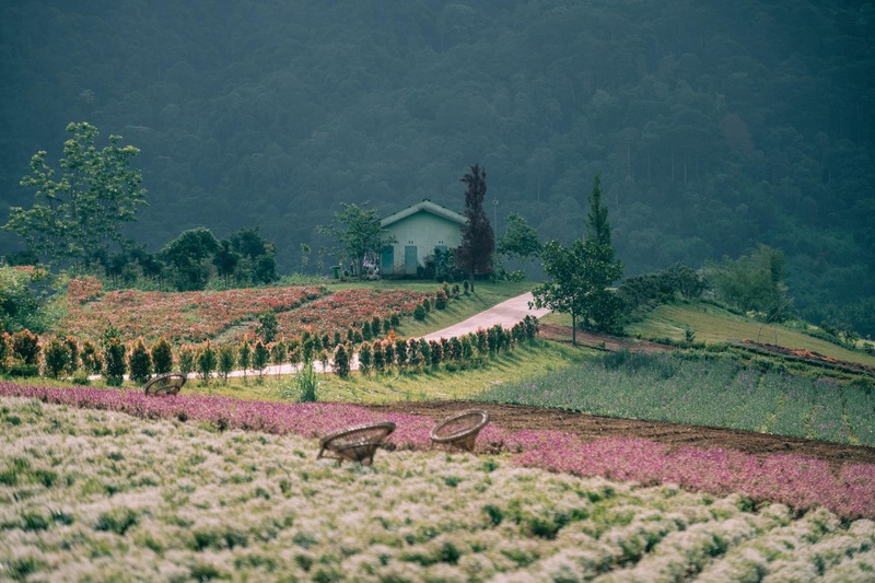 Vườn hoa Đà Lạt rực rỡ dưới nắng cao nguyên 