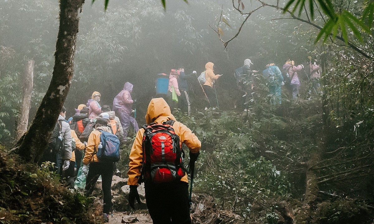 Đoạn rừng nguyên sinh trên đường trekking Fansipan