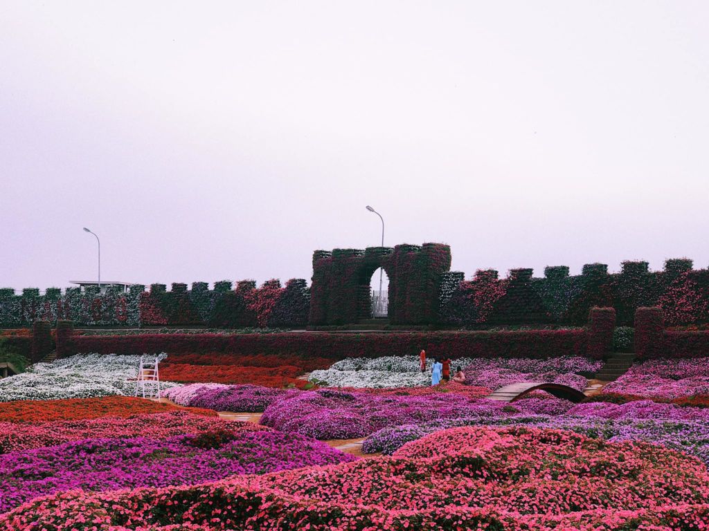 Thung lũng hoa Hồ Tây