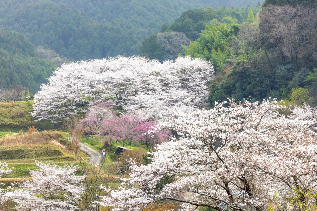 Hoa anh đào báo hiệu mùa xuân Nhật Bản